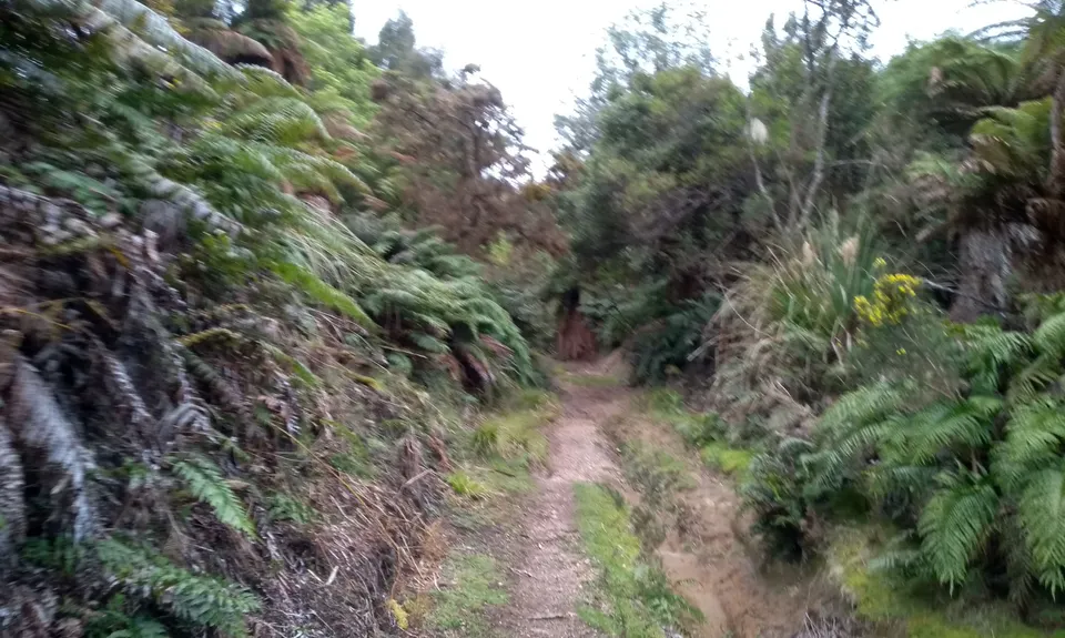 Valley of the Killer Zombie Wallabies, Bay of Plenty