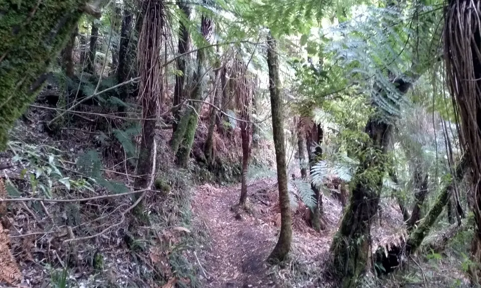 Valley of the Killer Zombie Wallabies, Bay of Plenty