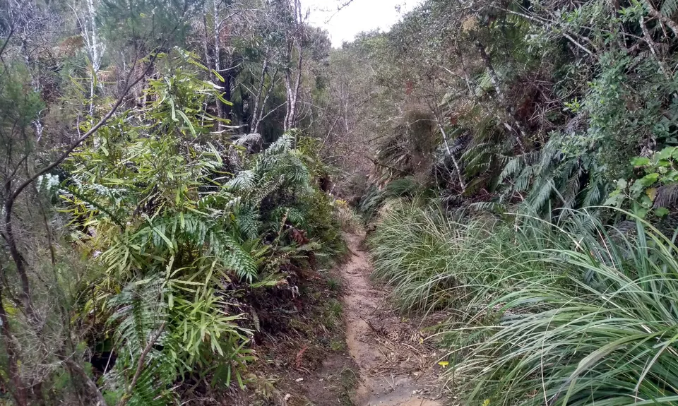 Valley of the Killer Zombie Wallabies, Bay of Plenty