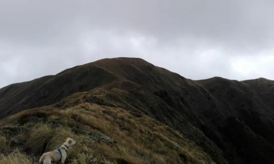 Renata Ridge - Kaitoke, Wellington