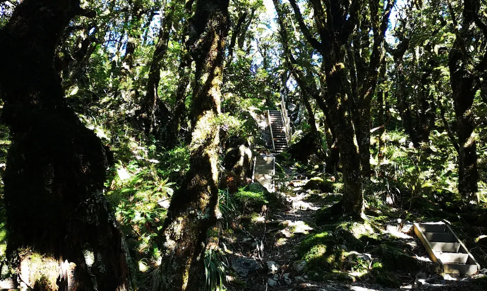 Jumbo - Holdsworth Circuit, Wellington