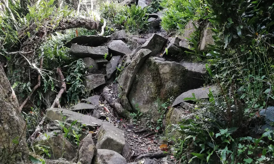 Croydon Bush - Richardson loop, Southland
