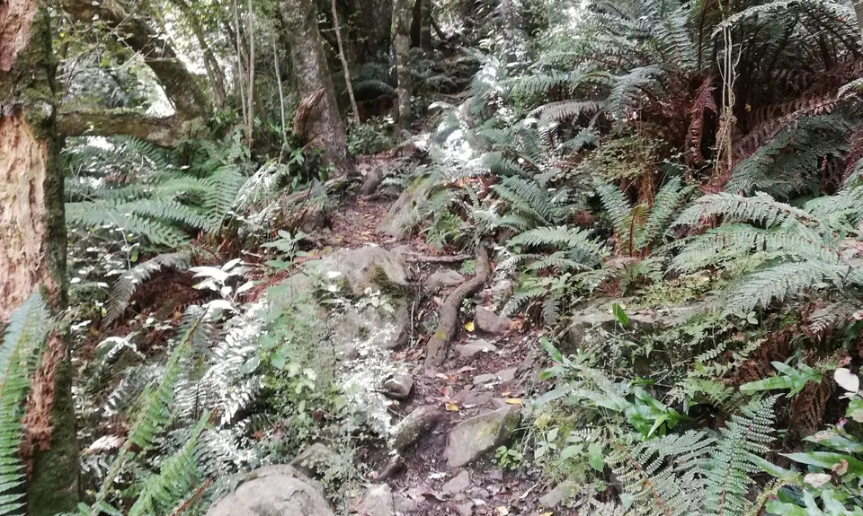 Croydon Bush - Richardson loop, Southland