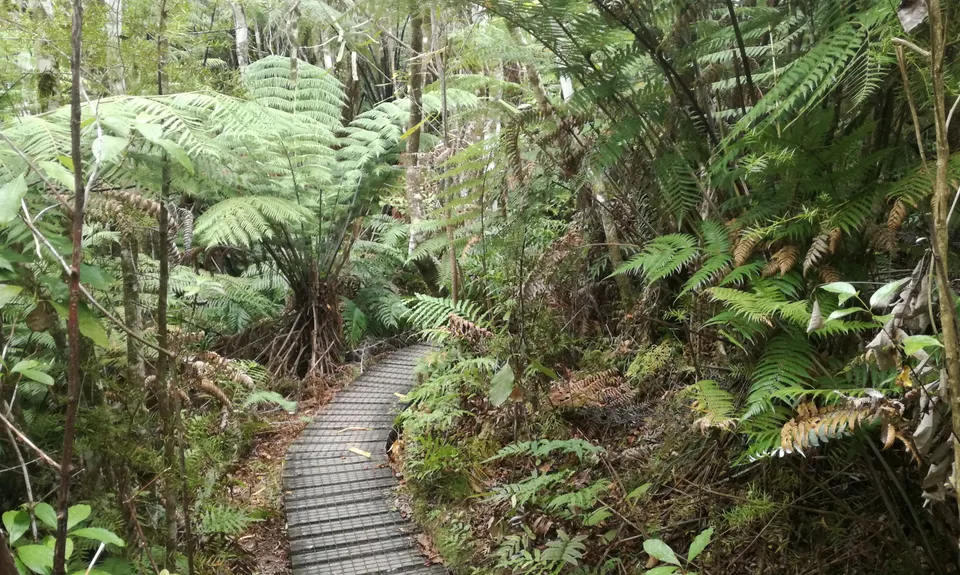 Fensham Reserve Loop, Wellington