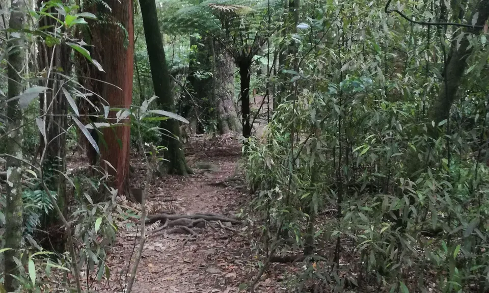 Fensham Reserve Loop, Wellington