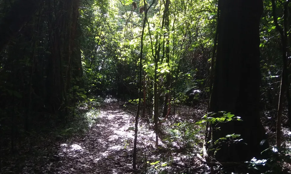 Otawa Lodge & Otawa Trig Loop, Bay of Plenty