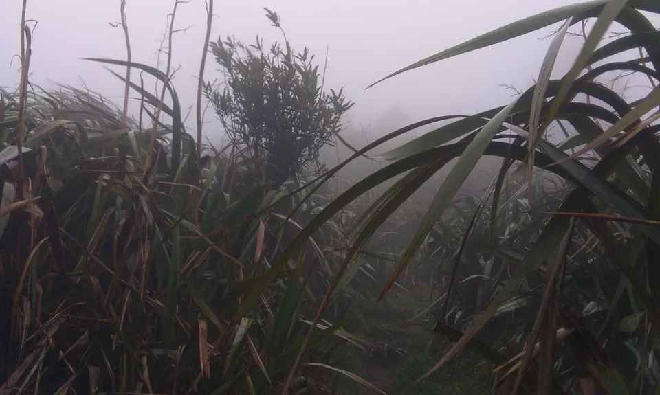 Hot Springs Loop, Bay of Plenty