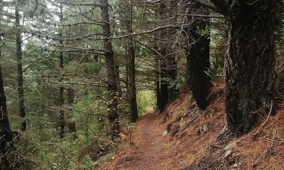 Mt Grey, Canterbury