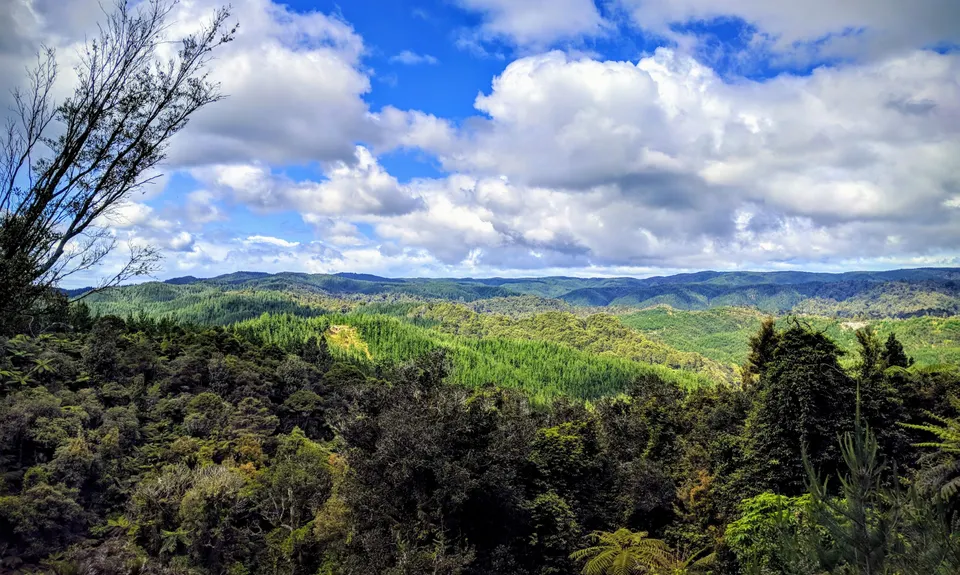 Orum Road/Te Araroa loop, Auckland