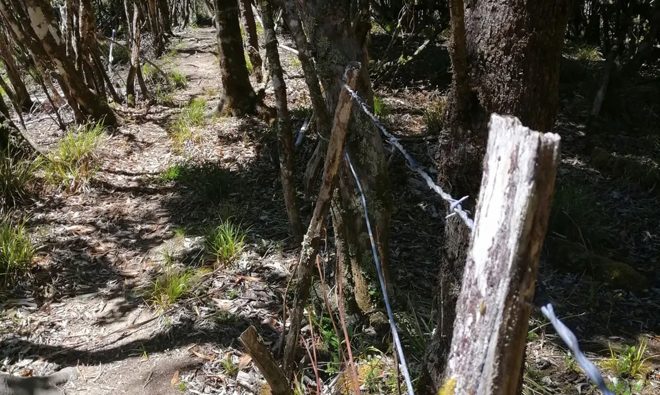 Waitahinga Dam Loop, Manawatu - Wanganui