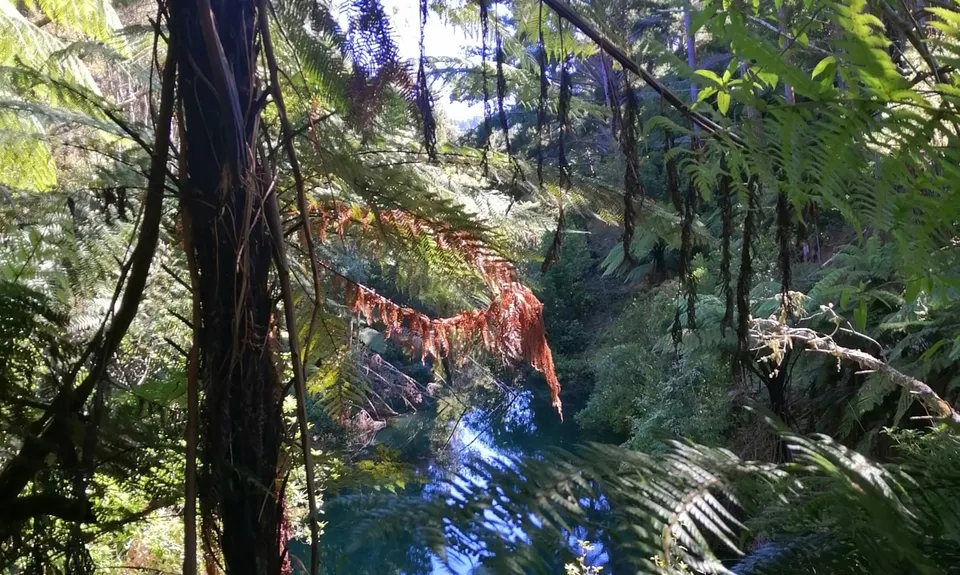 Waitahinga Dam Loop, Manawatu - Wanganui