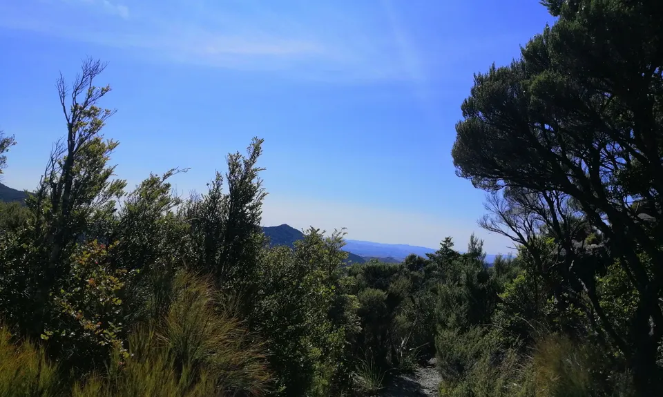 Hooper Loop - Mt Holdsworth, Wellington