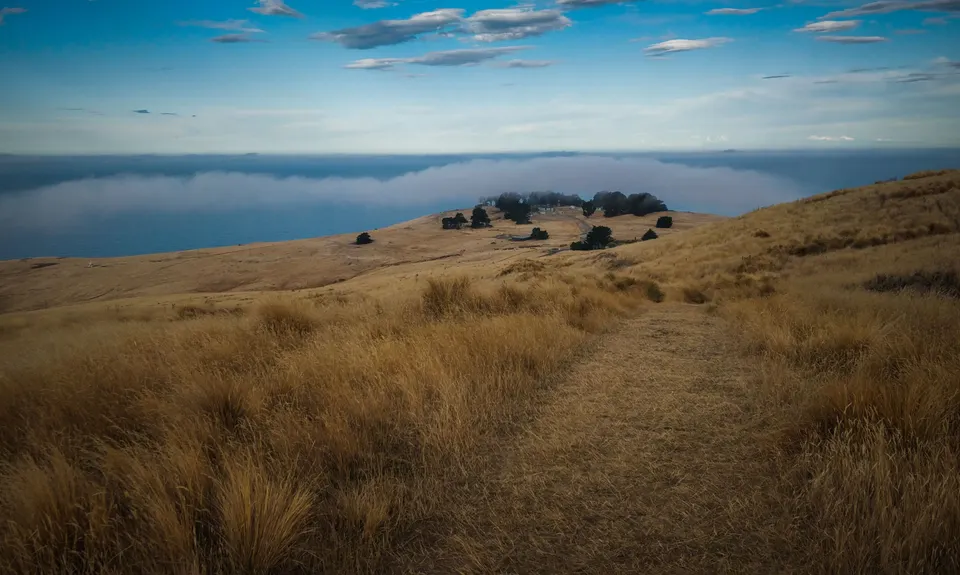 Sumner Half Heads, Canterbury