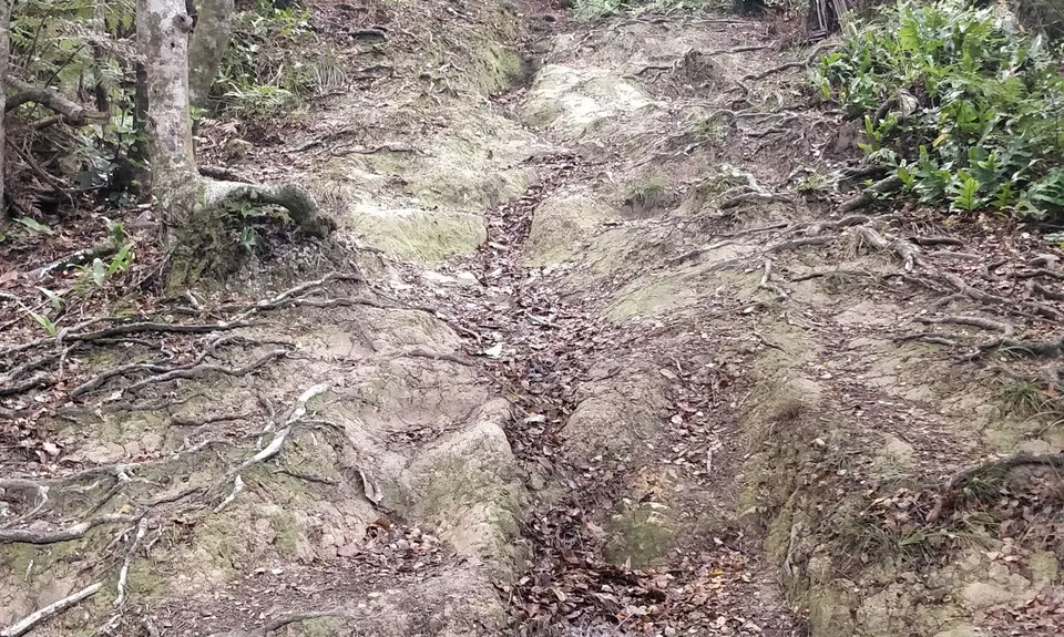 Eastbourne Ridge Loop, Wellington