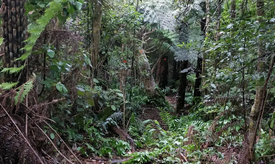 Eastbourne Ridge Loop, Wellington