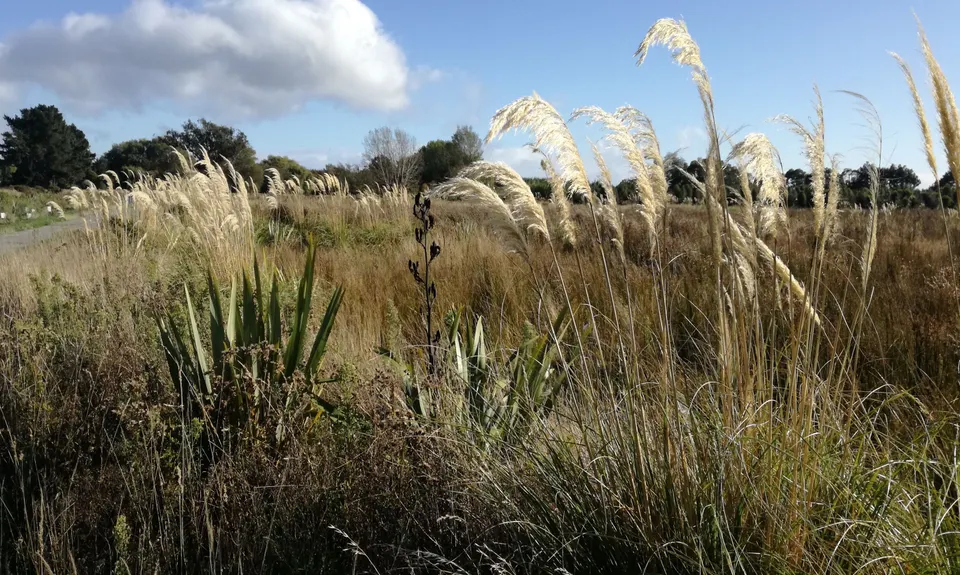 Springing Around Longhurst, Canterbury