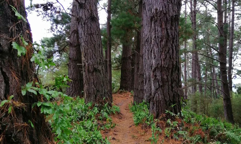 Westmere Walkway & Mitipo Park, Manawatu - Wanganui