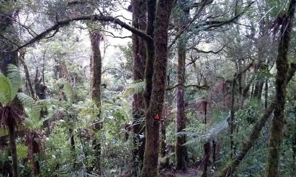 Kohukohunui Connection, Auckland