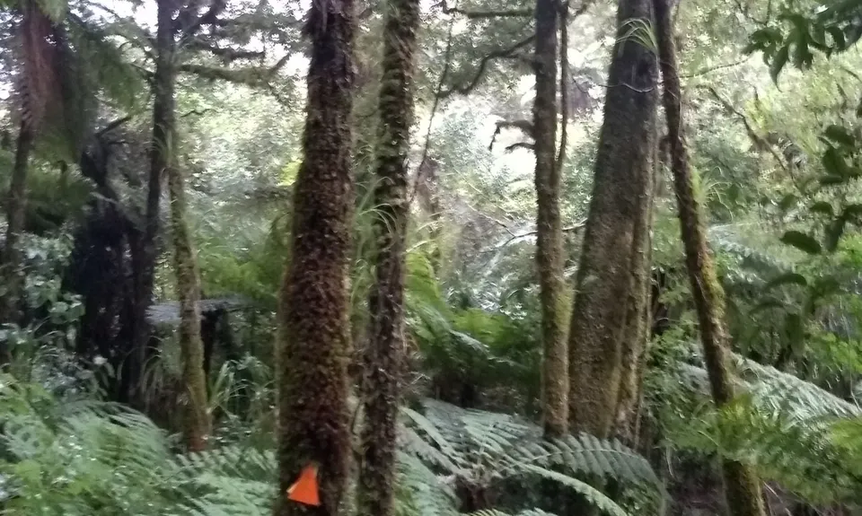 Kohukohunui Connection, Auckland