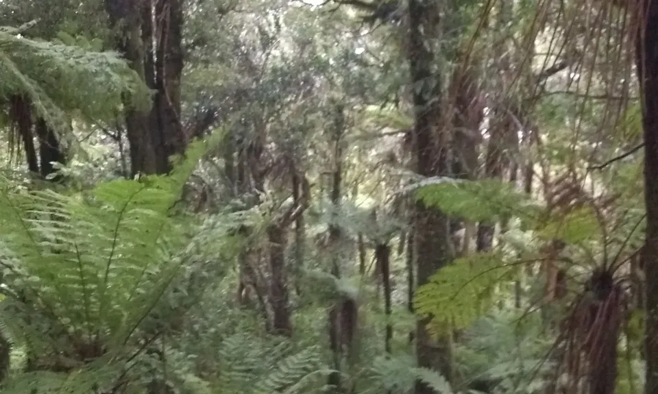 Kohukohunui Connection, Auckland