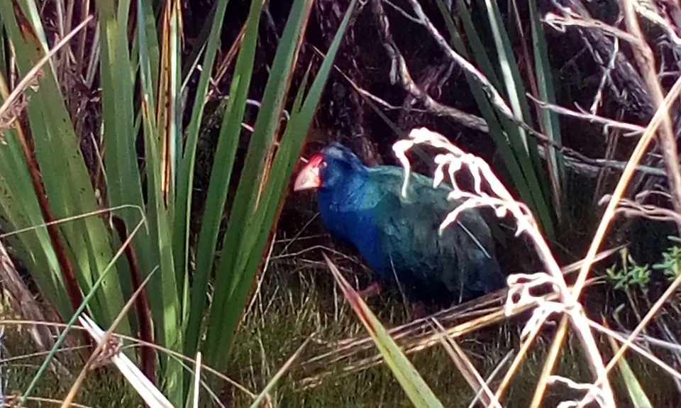 Heaphy East to West, Tasman
