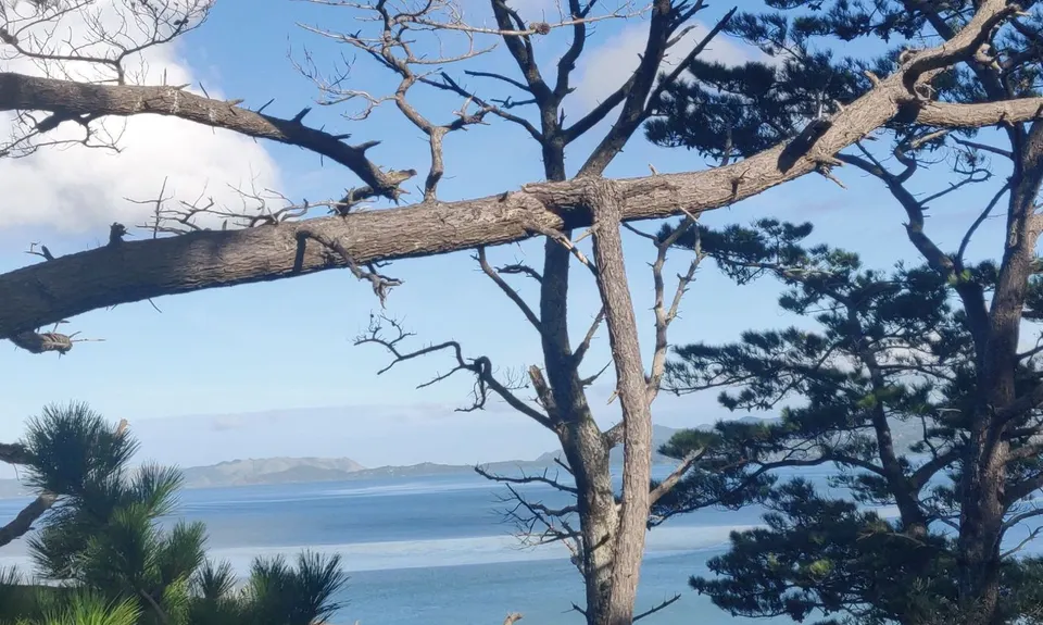 Waikowhai Stairs, Bush & Beach, Auckland