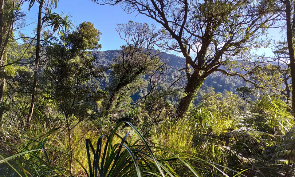 Upland Road to Wairere Falls, Bay of Plenty