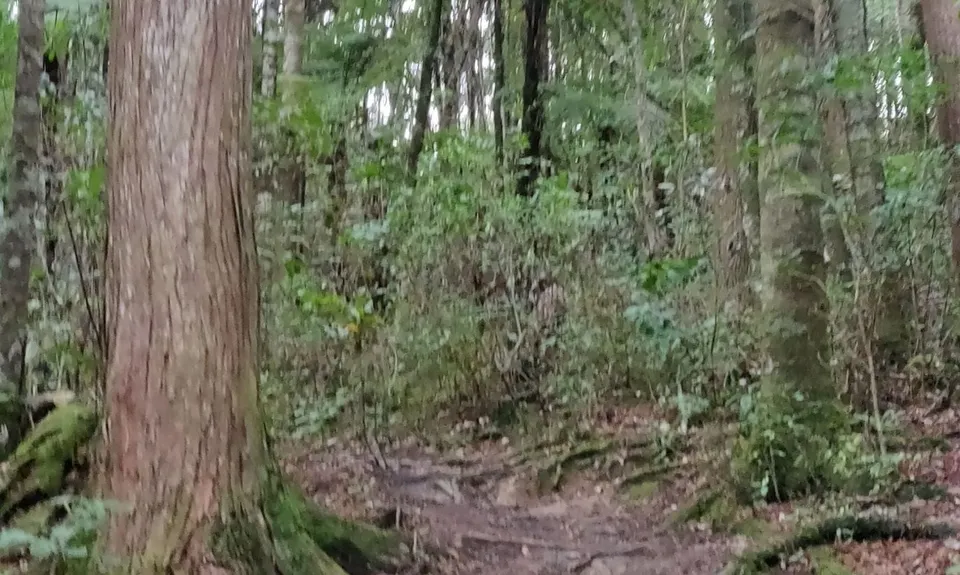 Massey Uni Totara Forest River Loop, Auckland