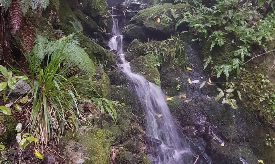 Involution Loop, Nelson