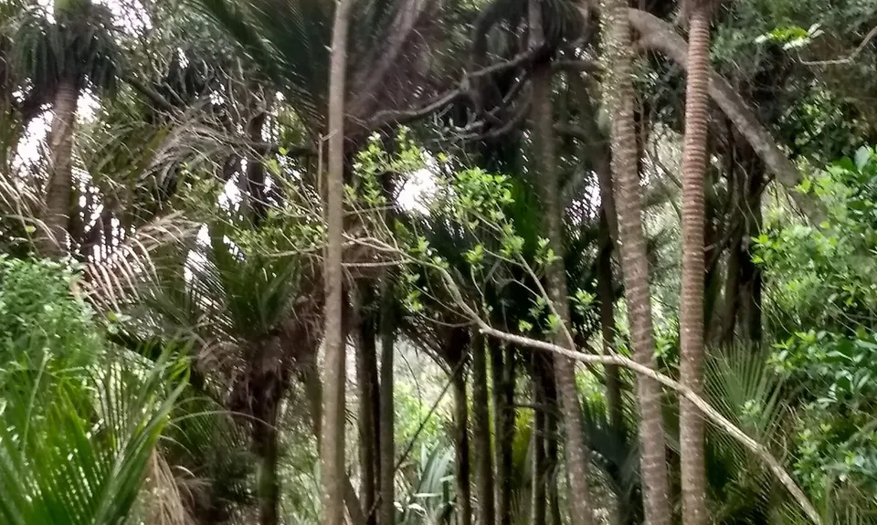 Mangemangeroa Track, Auckland