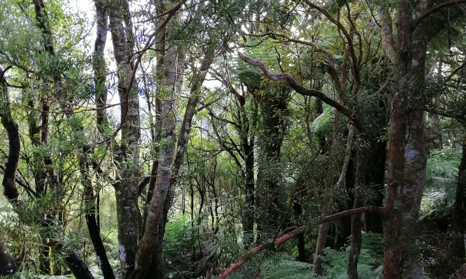 Atene Skyline Track, Manawatu - Wanganui