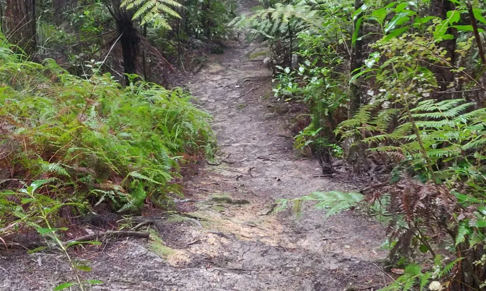 Eskdale Outer Loopypop, Auckland