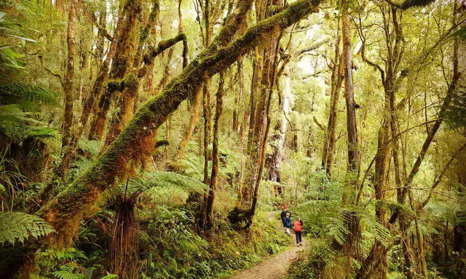 Oparara Valley  Dreamtime, West Coast