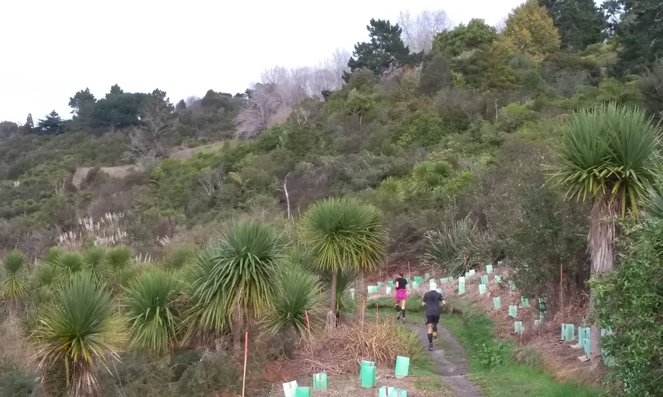 Mangemangeroa Track, Auckland