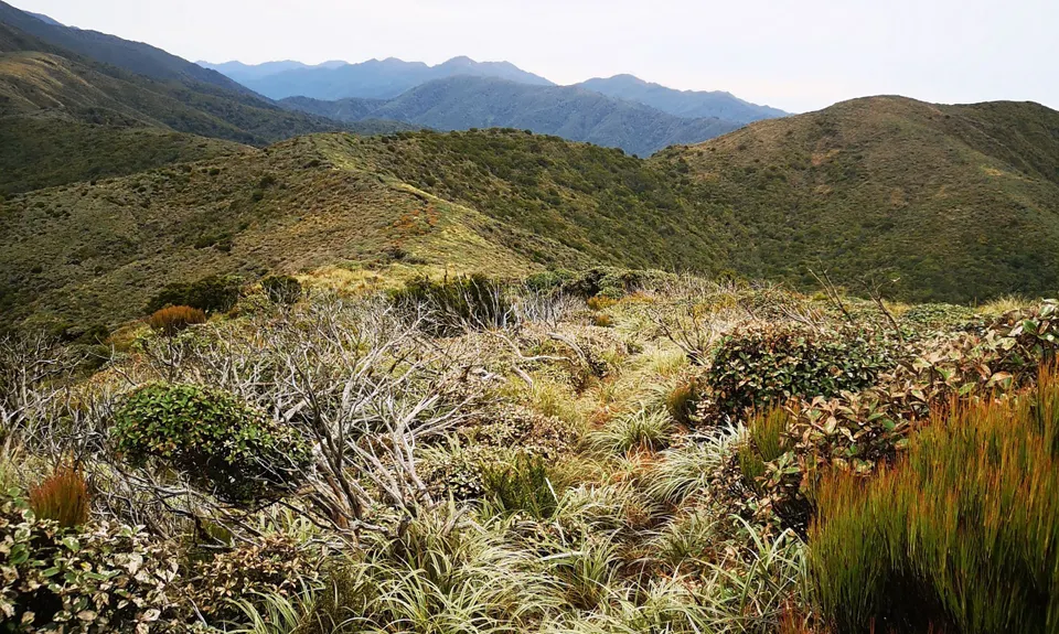 Burn Hut Loop, Manawatu - Wanganui