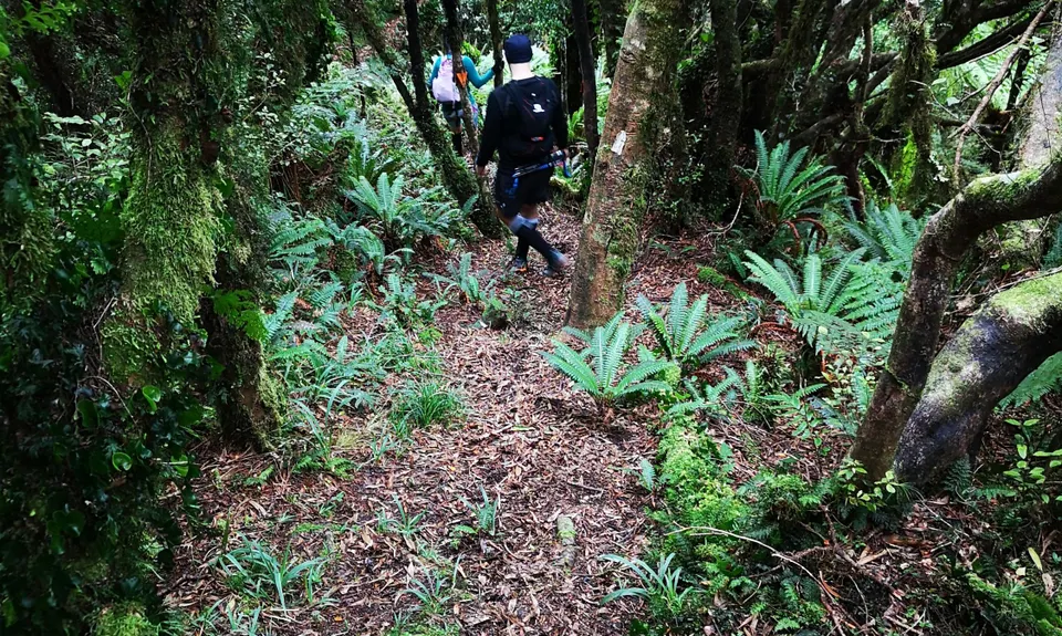 Burn Hut Loop, Manawatu - Wanganui