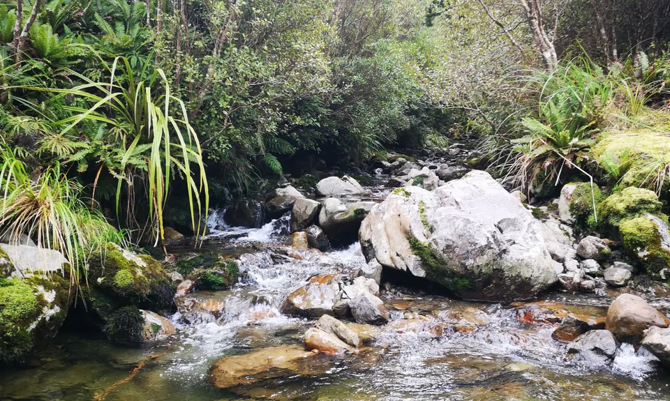Burn Hut Loop, Manawatu - Wanganui