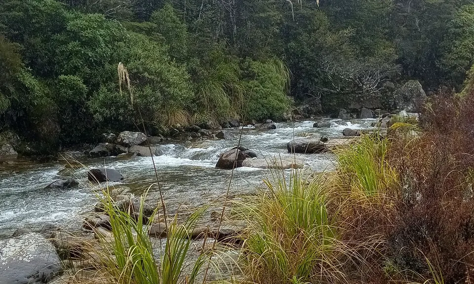 Whakapapanui Track, Manawatu - Wanganui