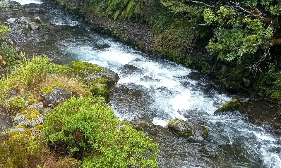 Whakapapanui Track, Manawatu - Wanganui