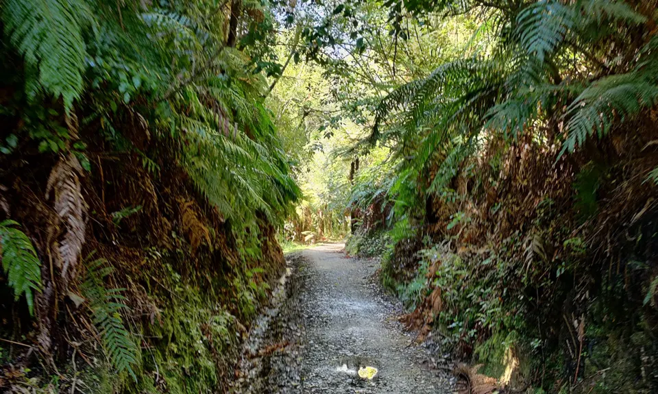 Timber Trail, Waikato