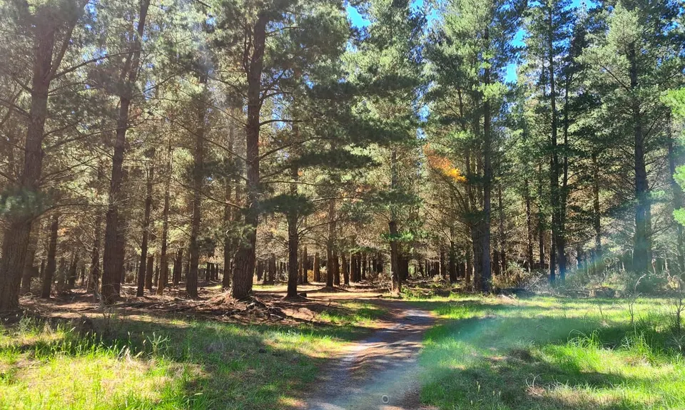 McLeans Meander, Canterbury