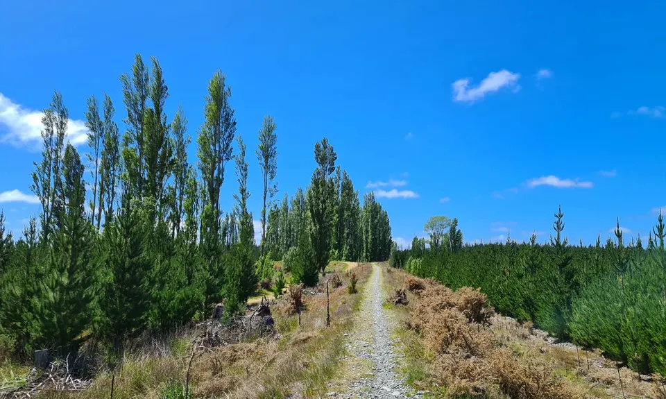 McLeans Meander, Canterbury