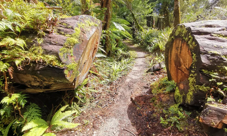 Hump Ridge Track, Southland