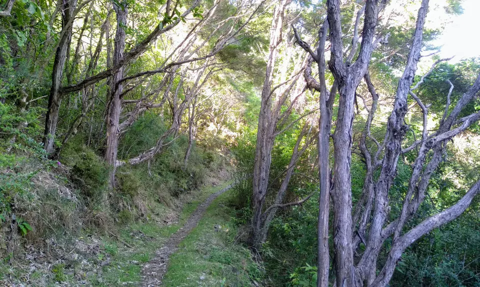 Grampians Grunt, Nelson