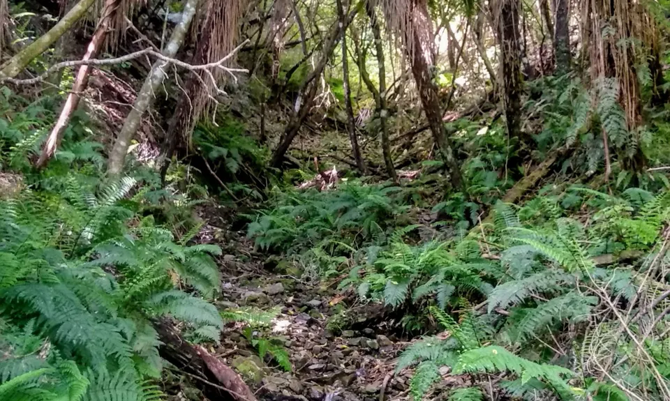 The Brook Fenceline, Nelson