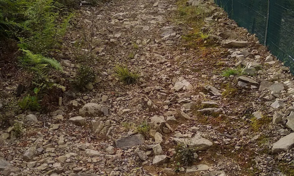The Brook Fenceline, Nelson
