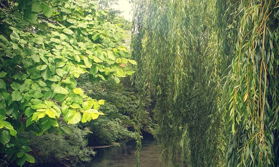 Hagley Figure of 8, Canterbury