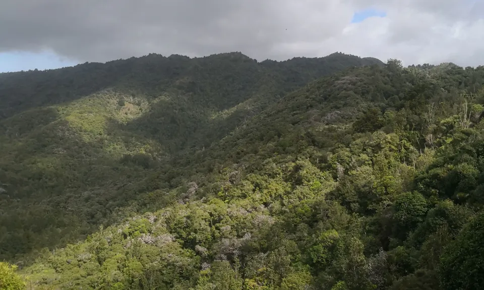 Tangihua Transmitter Loop, Northland