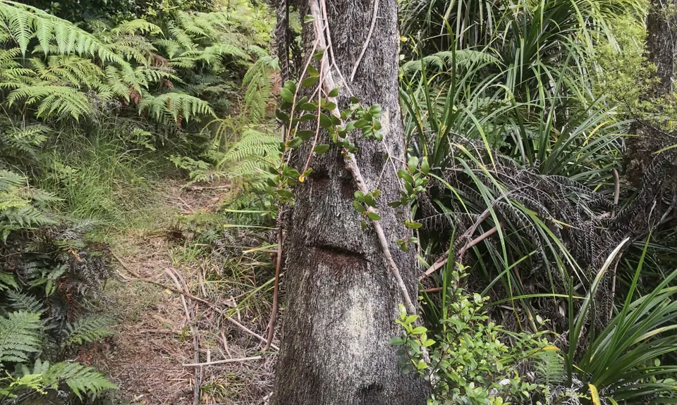Tangihua Transmitter Loop, Northland