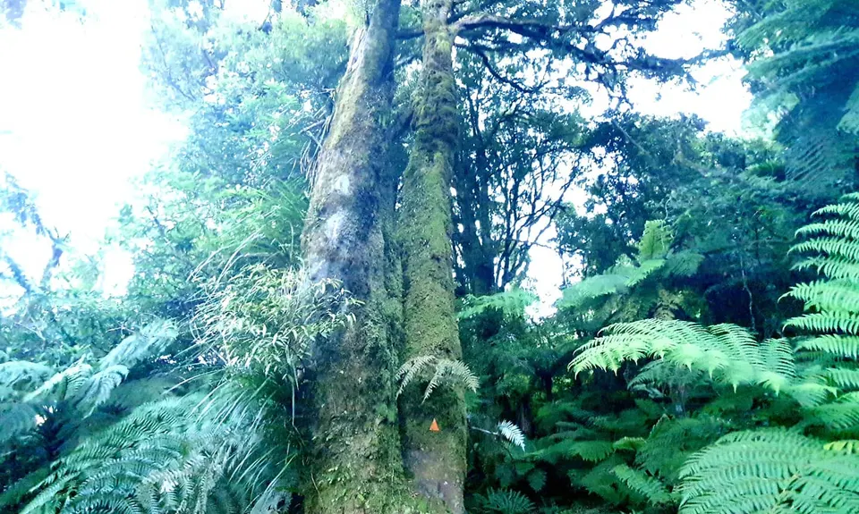 Kaimai South Side To Hurunui Hut, Waikato